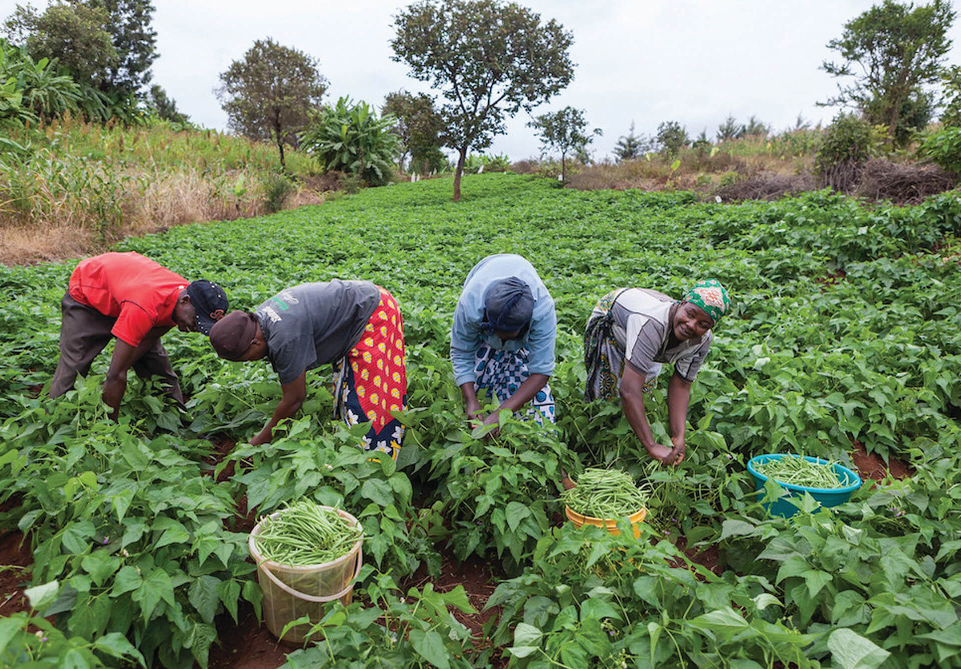 Nature Bio Foods, Africa: Steering Organic on the Continent